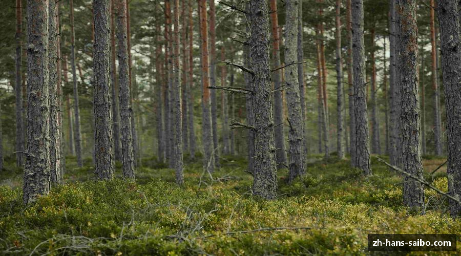 聚焦赛博体育首页